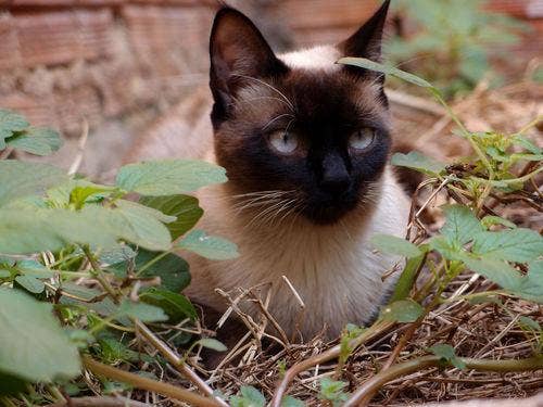 Miaou!  Le chat PARFAIT pour vous, selon votre signe du zodiaque